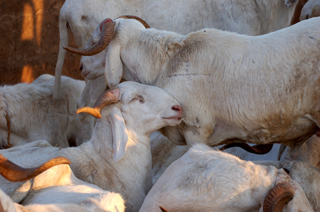 Tabaski 2009 : Plus de 670 000 moutons attendus au Sénégal (officiel)
