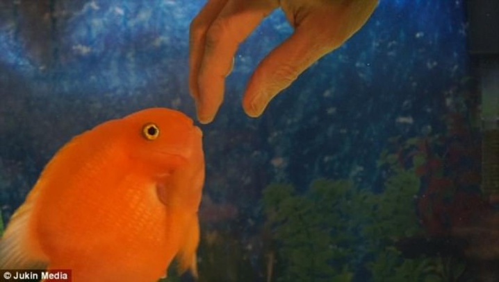 Ce poisson est tellement content de voir son maître ! Sa réaction fait fondre le coeur.