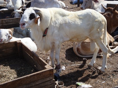 Liberté 6 hanté par une éventuelle pénurie de moutons