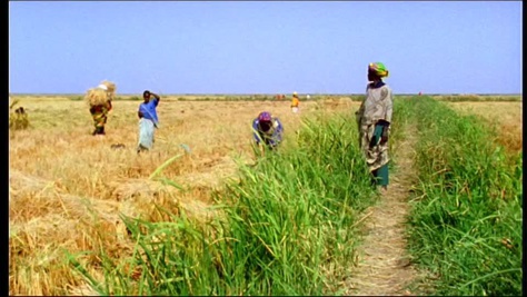Campagne de contre-saison dans le Delta : Vive polémique autour des rendements des productions rizicoles