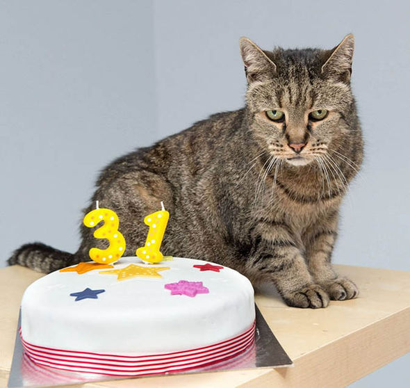 Le chat le plus âgé du monde décède à 32 ans