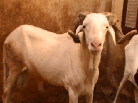 A Dakar, une “Star’ac” des moutons de l’aïd