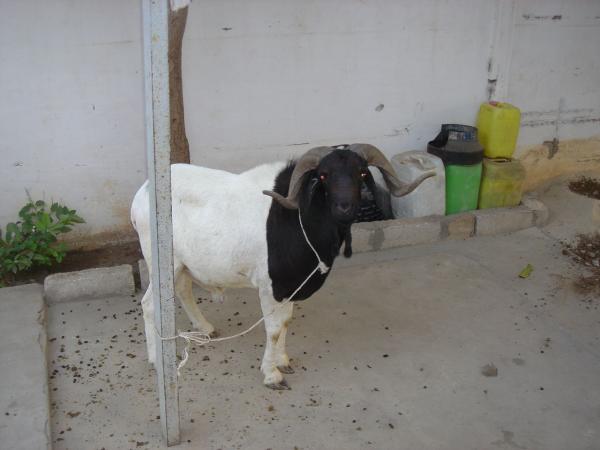 Kolda: Il écope 2 ans ferme, pour avoir volé un … mouton