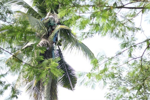 Un Philippin secouru après avoir vécu 3 ans en haut d’un cocotier