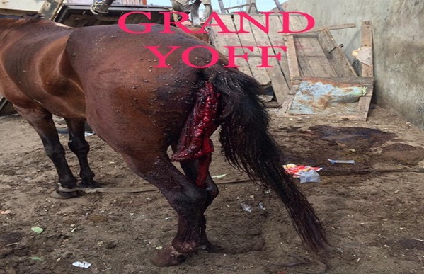 Le bourreau du cheval déféré avant-hier, à Rebeuss