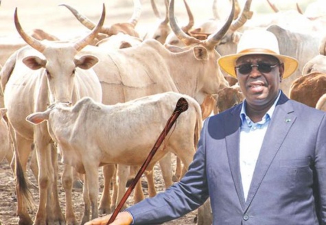 Kolda: Macky Sall réaffirme sa volonté d'éradiquer "au plus vite" le vol de bétail
