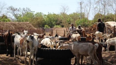 Gambie : le bétail de Jammeh vendu aux enchères