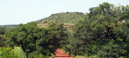 FORET CLASSÉE DE MBAO : Le plus grand poumon vert de Dakar menacé de disparition