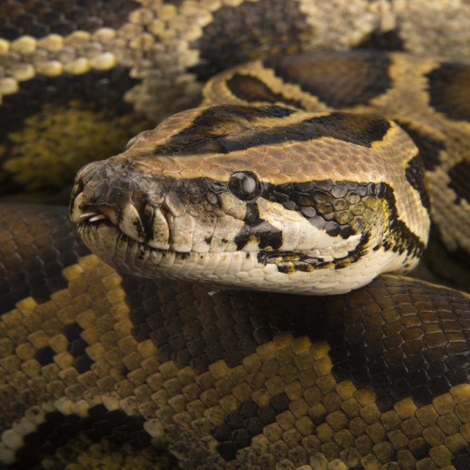 Confidence: "J’ai épousé une femme riche qui se transforme en serpent la nuit"