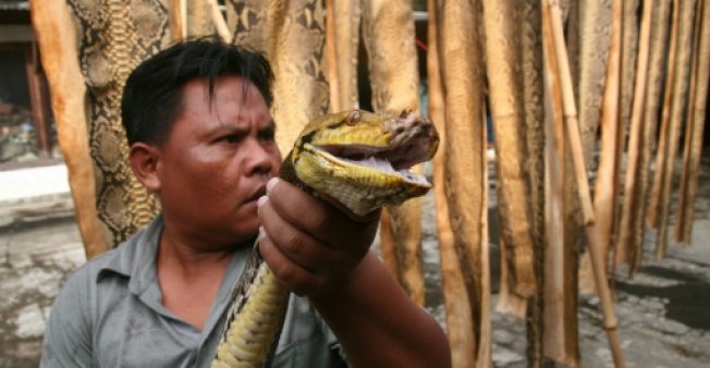 Indonésie:  Des crocodiles et des pythons vendus sur les réseaux sociaux