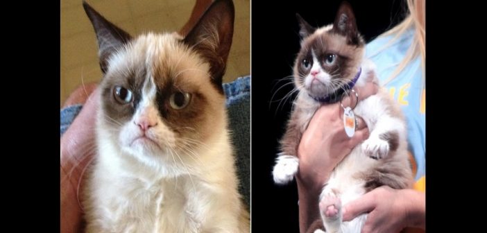 USA/Insolite: Un chat gagne 710 000 $ pour violation de droist d’auteur (Photos)