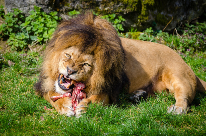 Un braconnier présumé dévoré par des lions en Afrique du Sud