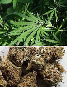 Un jeune sénégalais arrêté en Suisse pour trafic de marijuana