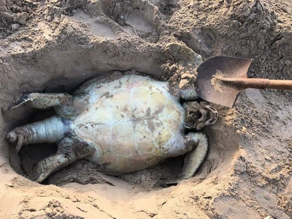 Alerte : Une usine implantée par des Chinois à Abéné en Casamance, accusée de pollution (Photos)