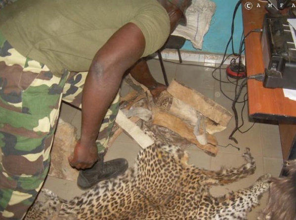 Criminalité faunique: Trois personnes arrêtées à Tamba avec des peaux et des têtes de lion, de léopard...