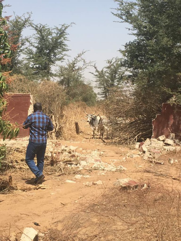 Ngékhokh : les impactés de l'autoroute accusent Ageroute et les Chinois d’expropriation via bulldozer... sans indemnisation