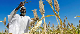 Innovation : l'agritech pour bouleverser l'agriculture africaine