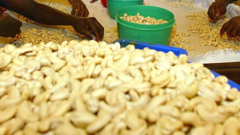 Crise de la noix de cajou en Guinée-Bissau: le Sénégal à la rescousse