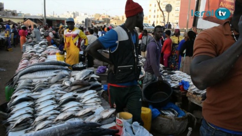 Au coeur du marché aux poissons (Parcelles Assainies)