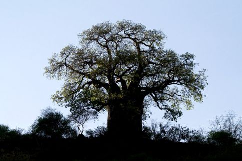 UNE TOUBAB AU PAYS DES BAOBABS