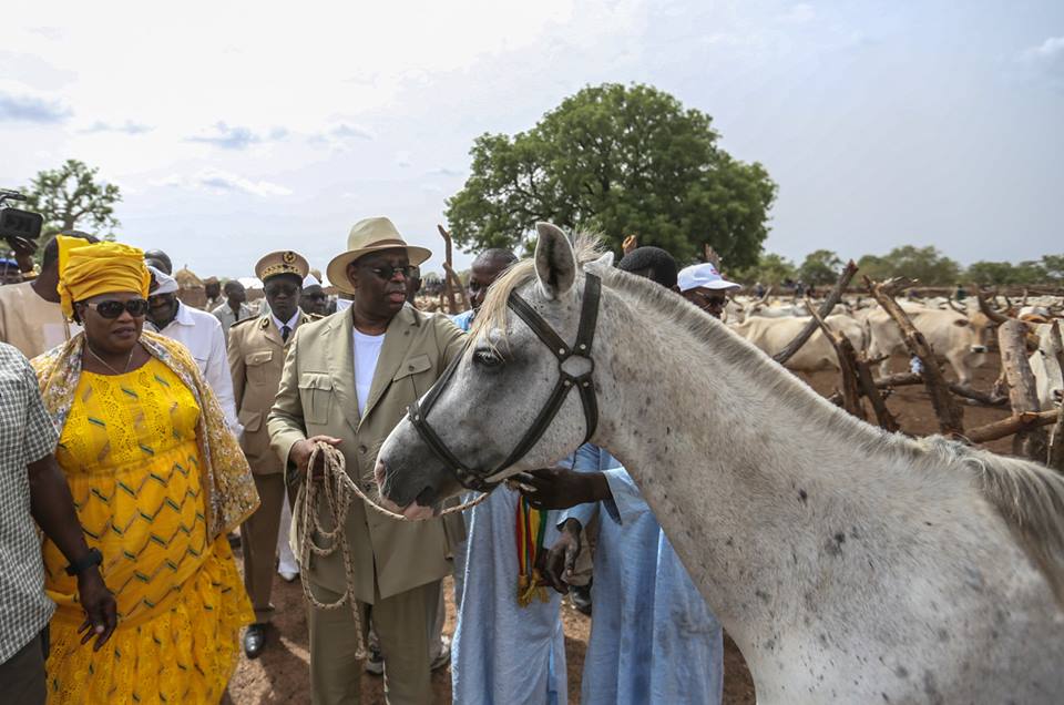 Les images de Macky Sall à Koungheul au chevet des éleveurs sinistrés avec une enveloppe d’un milliard Franc CFA