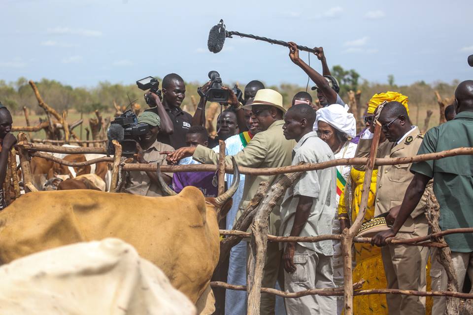 Les images de Macky Sall à Koungheul au chevet des éleveurs sinistrés avec une enveloppe d’un milliard Franc CFA