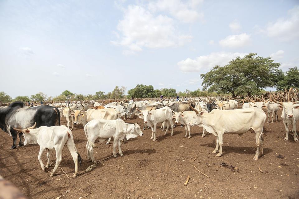 Les images de Macky Sall à Koungheul au chevet des éleveurs sinistrés avec une enveloppe d’un milliard Franc CFA