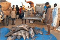 COLONEL BABACAR DIOP DIRECTEUR DU MARCHE A POISSON SUR LES ARRIERES DE SALAIRE : "Tout sera réglé d'ici peu"