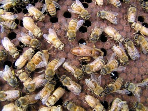 Un essaim  d’abeilles  fait 41 victimes  à Nioro
