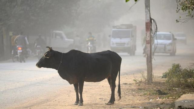 Inde: le lynchage d'un musulman convoyant des vaches fait scandale