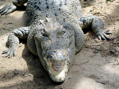 Un crocodile arrêté et mis en prison en Australie