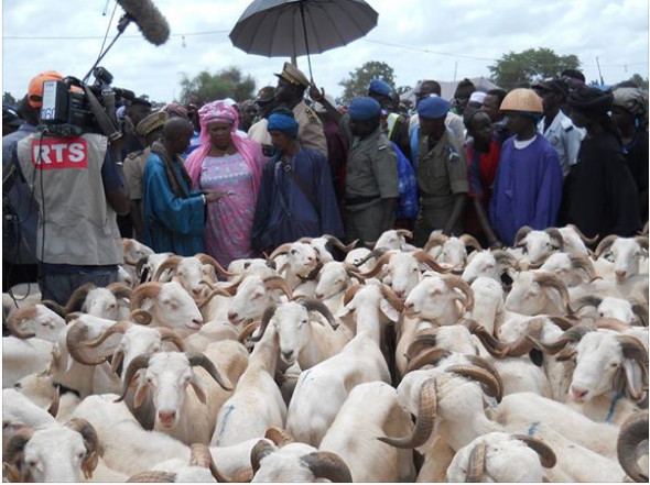 Tabaski : le Directeur de l’Elevage évalue les besoins à 750 000 moutons Tabaski : le Directeur de l’Elevage évalue les besoins à 750 000 moutons