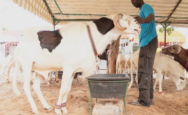 Il refuse de vendre son mouton "ladoum" à 52 millions FCFA