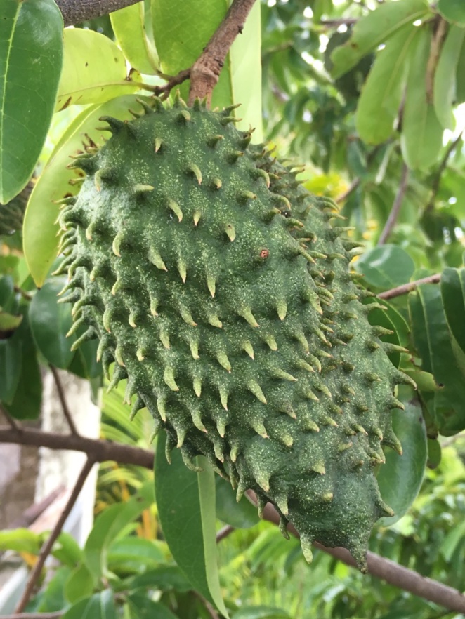 Remède naturel anti-cancéreux