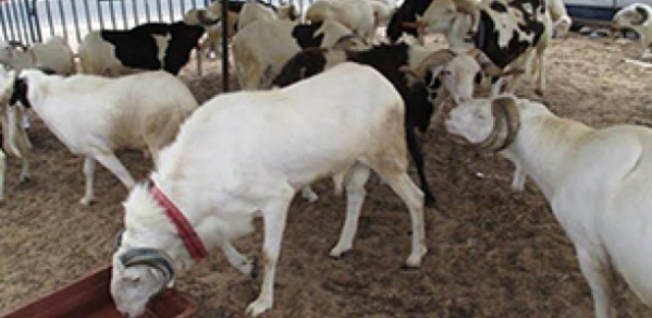 80 moutons de la mutuelle de la Gendarmerie volés