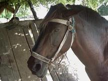 VOLS RÉPÉTÉS DE CHEVAUX DANS LE DÉPARTEMENT DE LINGUÈRE : Le cerveau du réseau arrêté, son frère et complice en fuite
