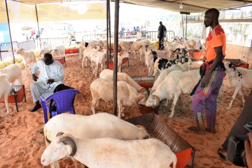 Opération Tabaski : Khadim Samb vous propose des moutons de race pour fêter l'Aïd El Kebir