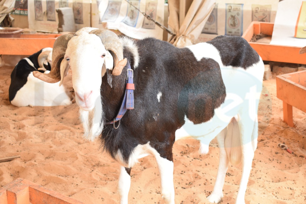 Bergerie Khadim Rassoul : Achetez un mouton moins cher