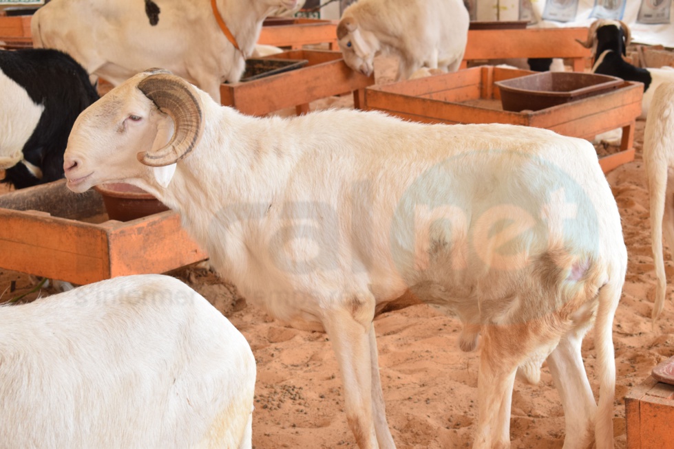 Bergerie Khadim Rassoul : Achetez un mouton moins cher