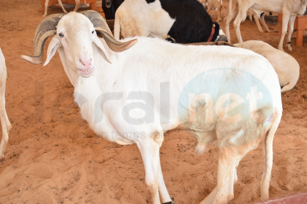 Bergerie Khadim Rassoul : Achetez un mouton moins cher