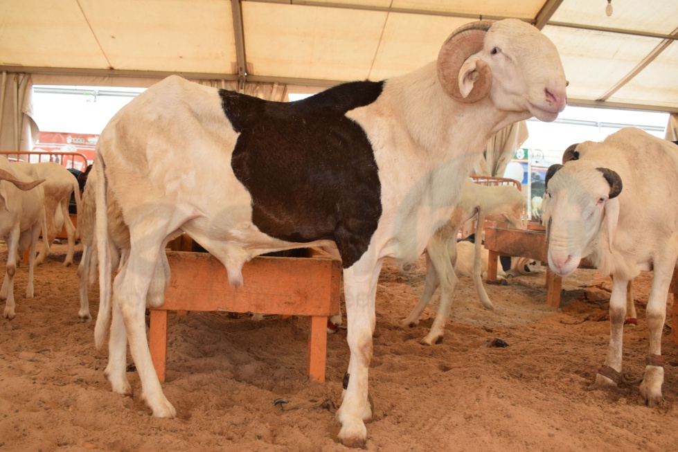 Bergerie Khadim Rassoul : Achetez un mouton moins cher
