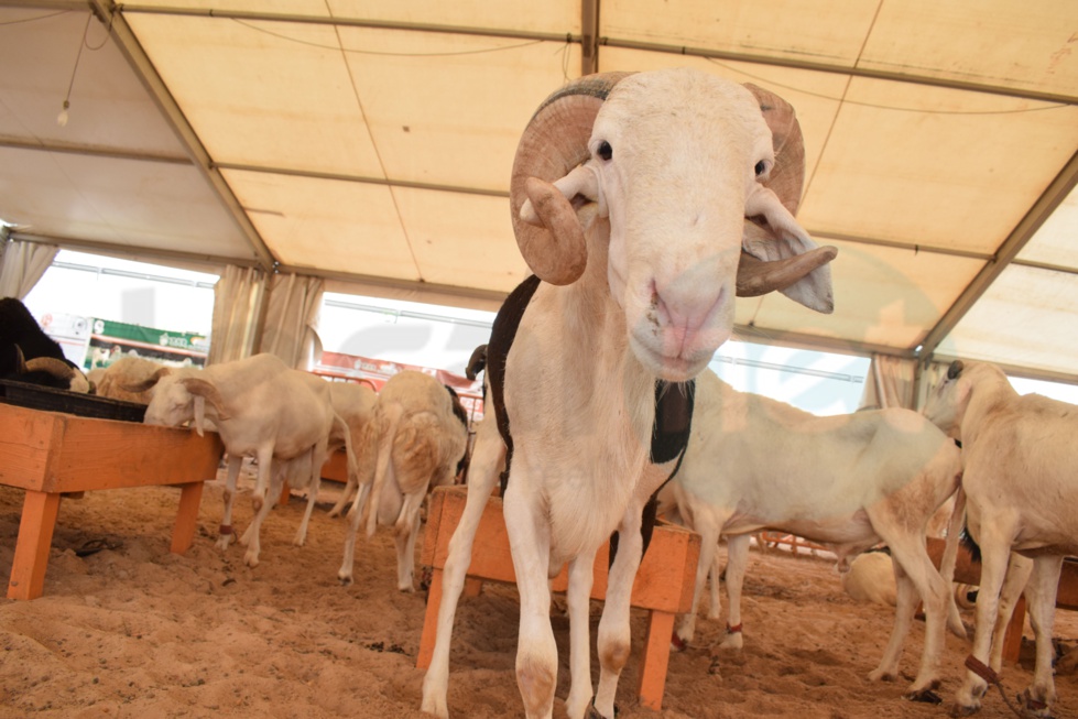 Bergerie Khadim Rassoul : Achetez un mouton moins cher