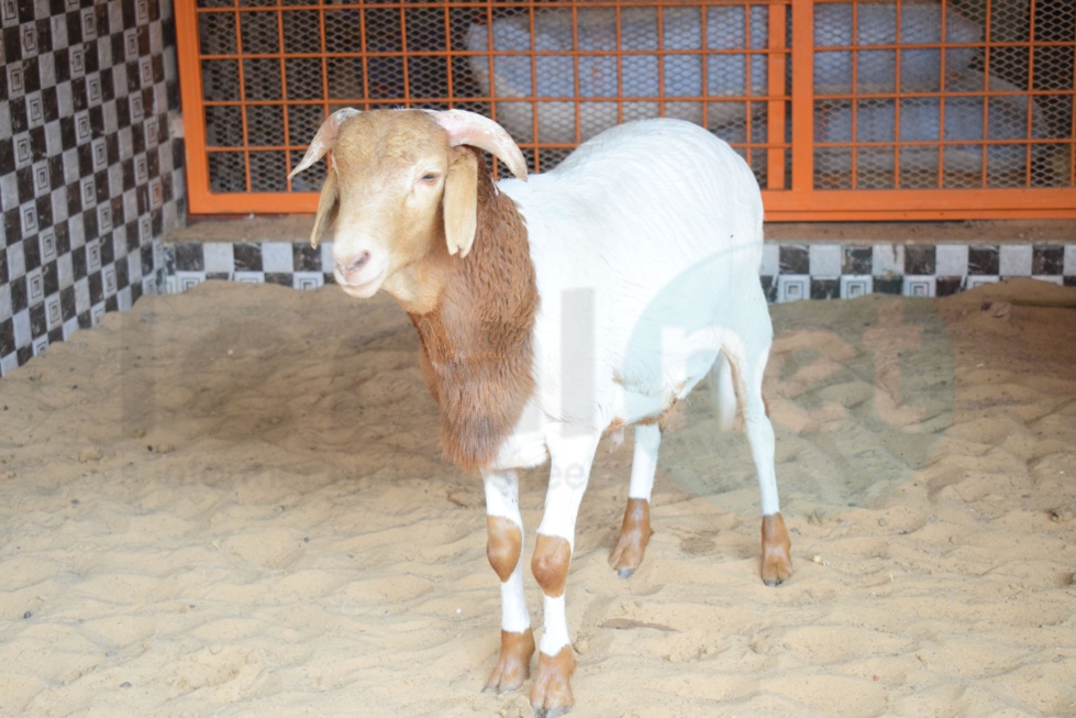 Bergerie Khadim Rassoul : Achetez un mouton moins cher