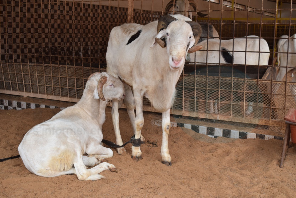 Bergerie Khadim Rassoul : Achetez un mouton moins cher