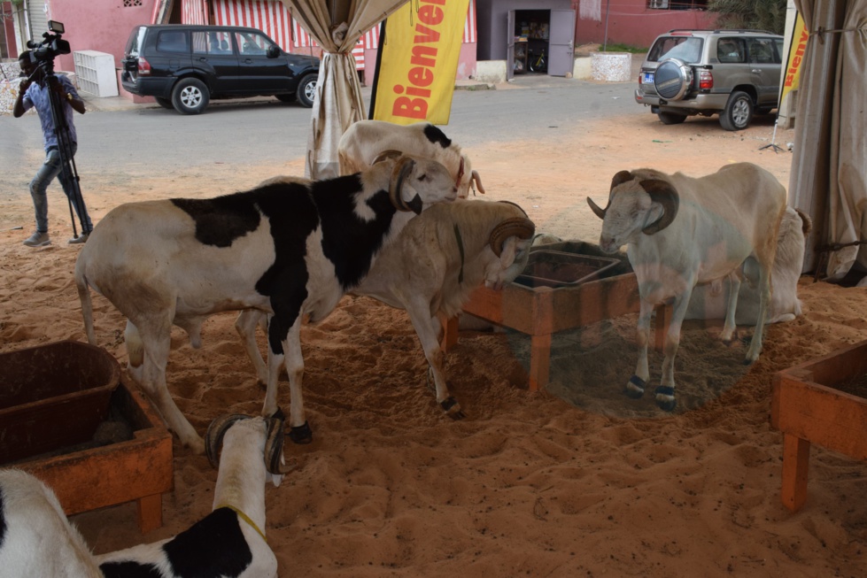 Bergerie Khadim Rassoul : Achetez un mouton moins cher