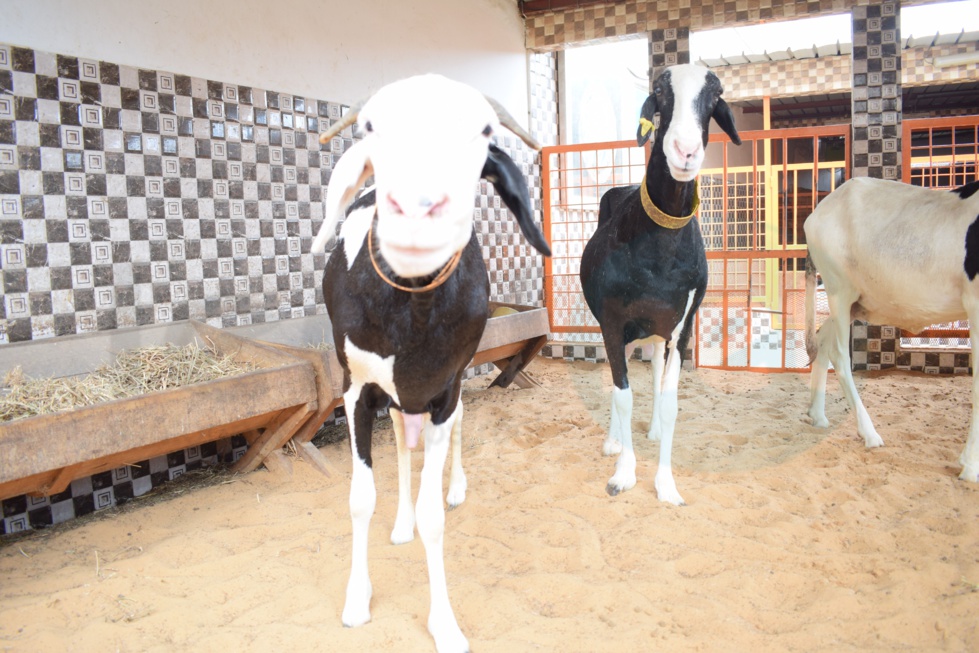 Bergerie Khadim Rassoul : Achetez un mouton moins cher