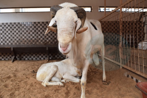 Bergerie Khadim Rassoul : Achetez un mouton moins cher