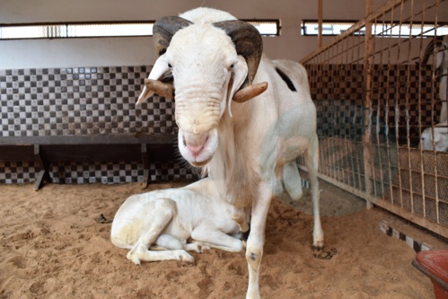 Bergerie Khadim Rassoul : Achetez un mouton moins cher
