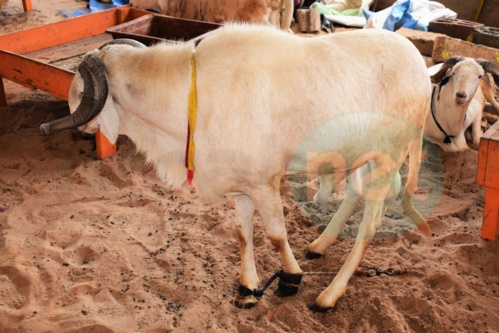 Bergerie Khadim Rassoul : Achetez un mouton moins cher