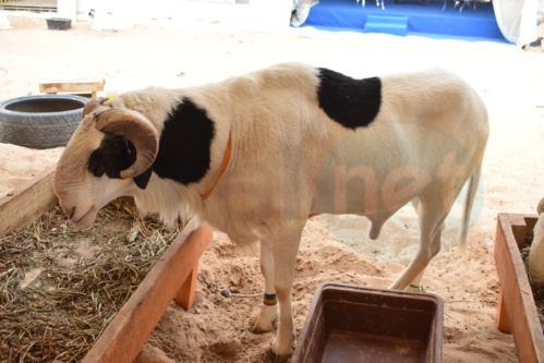 Bergerie Khadim Rassoul : Achetez un mouton moins cher